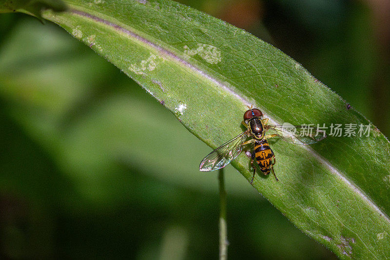 边缘书法家，(Toxomerus marginatus)， Syrphe margin<s:1>。